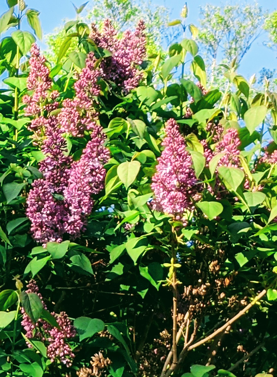 sweet scented lilacs