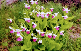 pink lady slippers