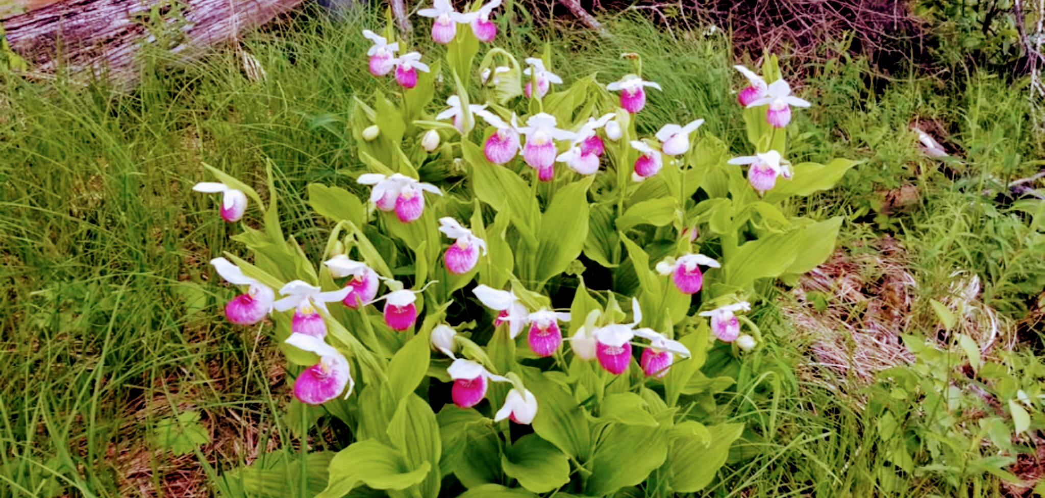 pink lady slippers